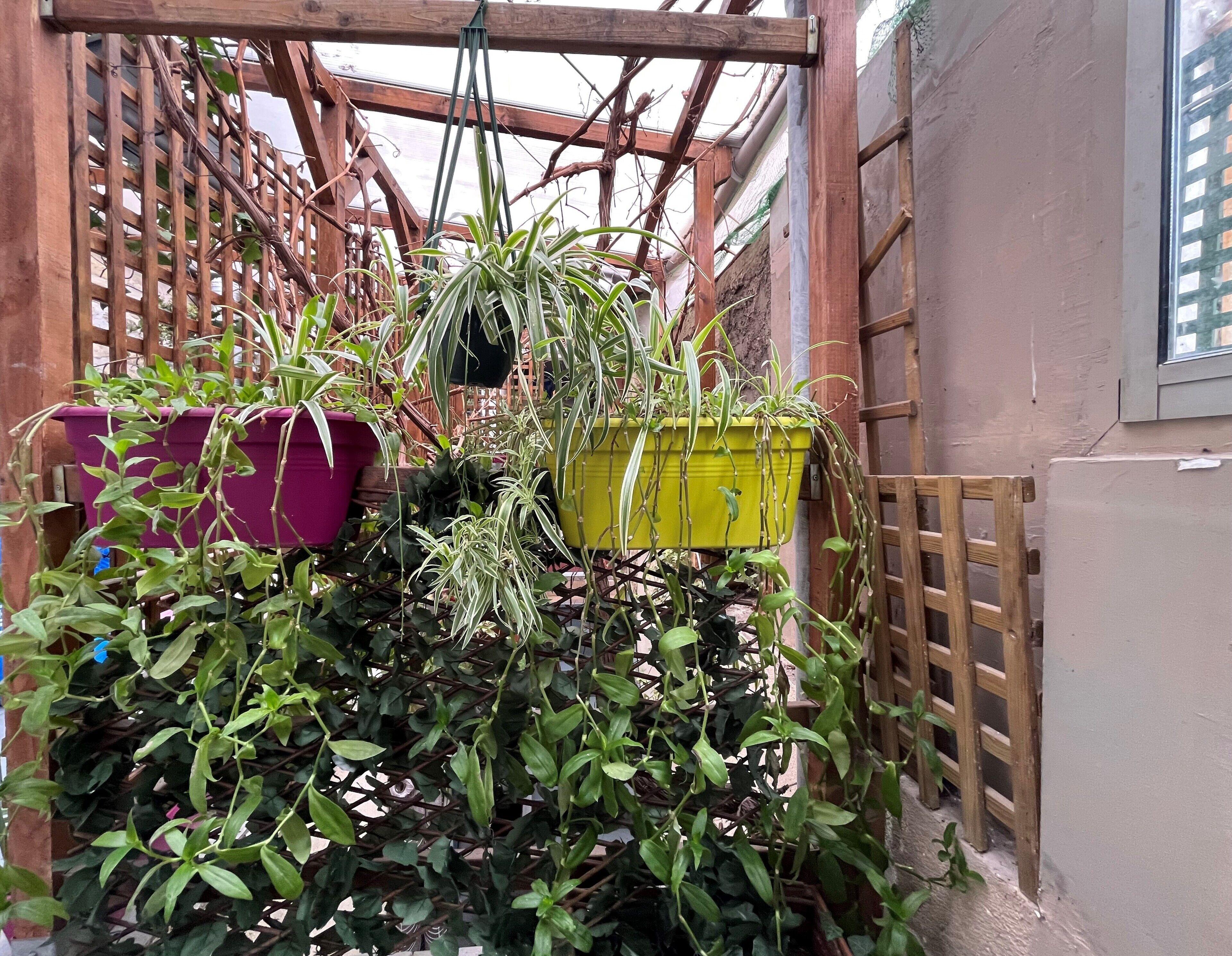 L'oasis Montparnasse